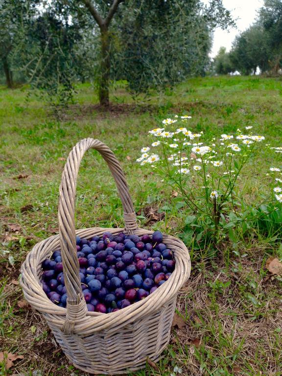 Willa Agriturismo Sambuco Pastrengo Zewnętrze zdjęcie